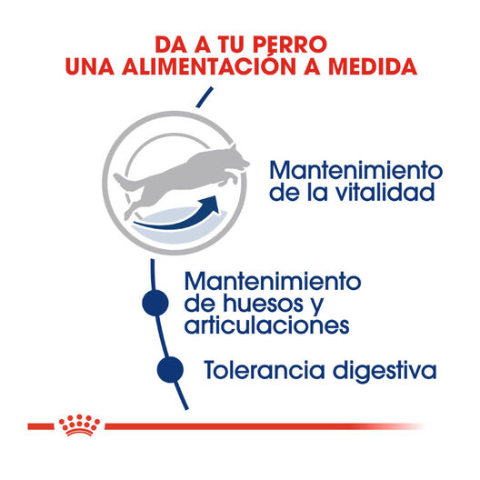Royal Canin Adult +5 Maxi ração seco para cão adulto de raça grande, , large image number null